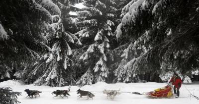 Гонки, от которых перехватывает дыхание: у французских Альпах продолжается соревнования собачьих упряжек