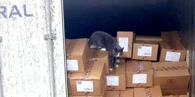 Кошка из Одессы приплыла в грузовом контейнере в Израиль, питаясь три недели конфетами