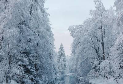 Снежная сказка: Ленинградцы в соцсетях делятся завораживающими зимними пейзажами
