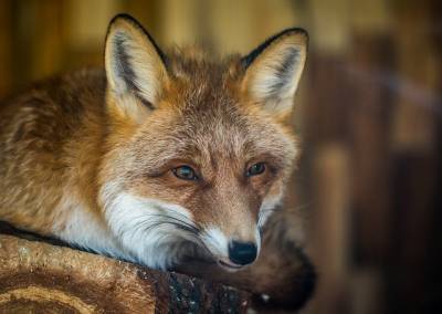 Специалисты объяснили, почему диких лис стали часто замечать в Петербурге