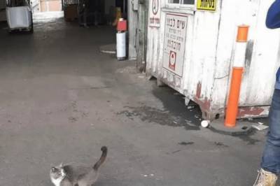 Одесский кот пробрался в контейнер с конфетами, а через три недели его нашли в Израиле: фото