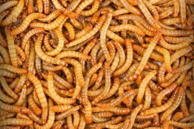 В ЕС впервые разрешили употреблять в пищу продукт из насекомых