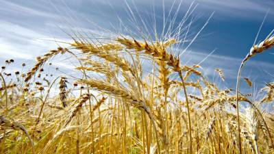 Россия с 1 марта повысит пошлину на экспорт пшеницы до €50 за тонну