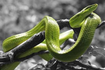 Ученые рассказали неожиданный факт о жизни змей