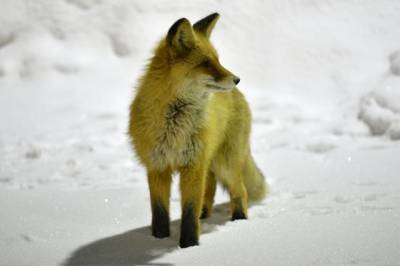 В Санкт-Петербурге лисы стали чаще появляться на улицах города