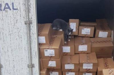 Три недели питался конфетами: коту удалось выжить в закрытом на месяц контейнере