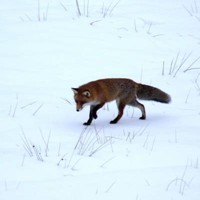Дикие лисы в Петербурге не представляют опасности, если их не провоцировать