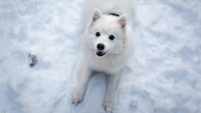 Кинолог рассказал, как уберечь здоровье собак зимой