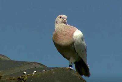 В Австралии голубь Джо может избежать казни за нарушение карантина