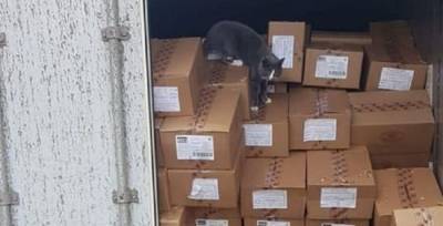 Украинский кот «зайцем» добрался до Израиля в контейнере с конфетами