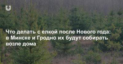 Что делать с елкой после Нового года: в Минске и Гродно их будут собирать возле дома