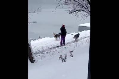 Краснодарцы ездят в снег на сноубордах и собаках