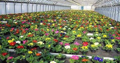 В Худжанде для посадки выращивают 1 млн. сезонных цветов