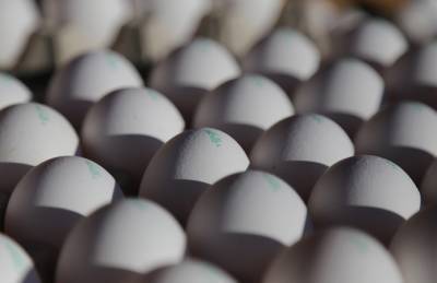 Сумщина увеличила экспорт яиц почти на 40%