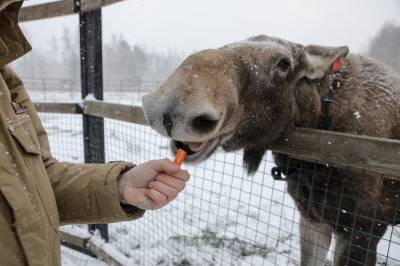 Как сотрудники "Лосиного острова" помогают животным пережить зиму
