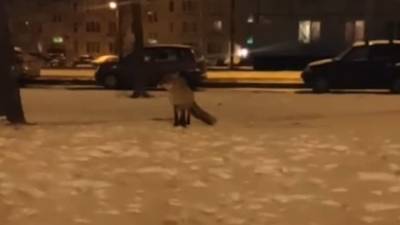 Дикие лисы все чаще выходят на улицы Петербурга из-за холодов.