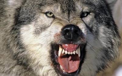 В районе Карелии шесть волков терроризируют местных жителей