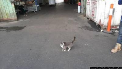 В израильском порту в контейнере с конфетами из РФ нашли кошку: груз следовал через Одессу