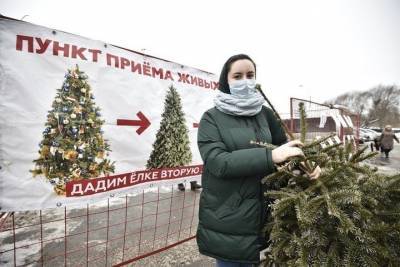 Мэр Белгорода сообщил, что горожане смогут сдать новогодние ели в специальные пункты приема