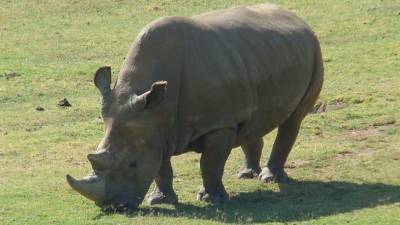 В Кении возрождают северного белого носорога