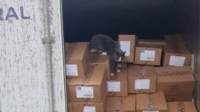 Украинский кот выжил после трехнедельного круиза до Израиля в контейнере с конфетами