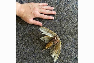 Женщина нашла насекомое размером с ладонь во время уборки дома и ужаснулась