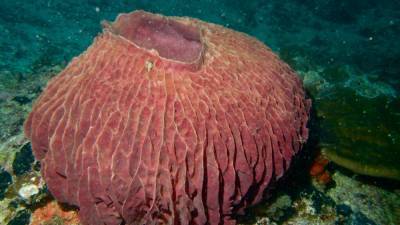 Древняя морская губка помогла установить температурные рекорды в океане
