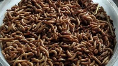 Диетолог порассуждала о червях в рационе россиян