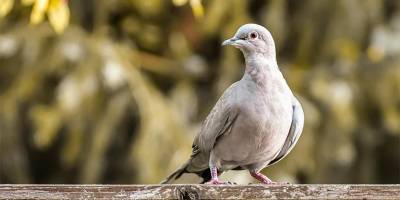 Пересекшему океан гоночному голубю из США грозит эвтаназия в Австралии