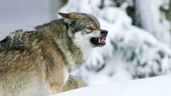 ВИДЕО: В Соколе волк загрыз сторожевую собаку