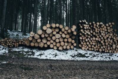 От использования лесов в бюджет Татарстана поступило около 100 млн. рублей