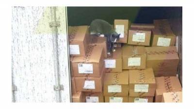 Кошка три недели плыла из Одессы в Израиль и ела одни конфеты