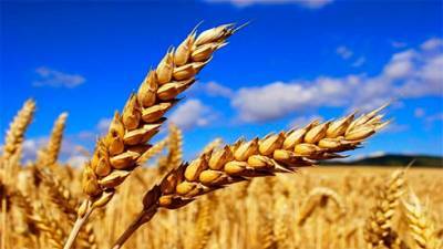 Цены на пшеницу достигли максимума с мая 2014г. на новости о повышении пошлины в РФ