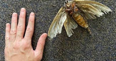 "Худший кошмар":бабочка размером с ладонь испугала женщину