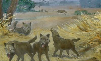 Scientific American (США): согласно новым генетическим данным, ужасные волки не были настоящими волками