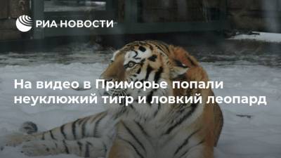 На видео в Приморье попали неуклюжий тигр и ловкий леопард