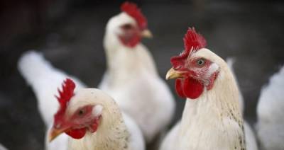 Беларусь ограничивает ввоз птицы из регионов Литвы и Польши из-за птичьего гриппа