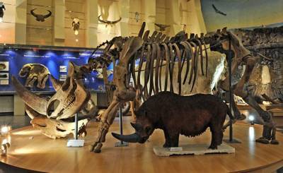 The Guardian (Великобритания): Сибирская вечная мерзлота хорошо сохранила тушу шерстистого носорога времен ледникового периода