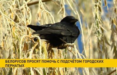 Белорусов просят помочь с подсчетом городских птиц