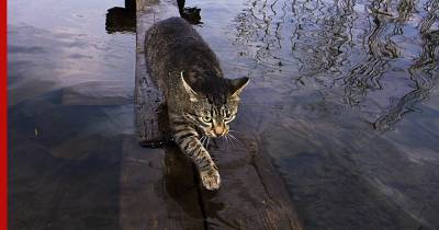 Пропавшая после наводнения кошка вернулась домой спустя 8 месяцев