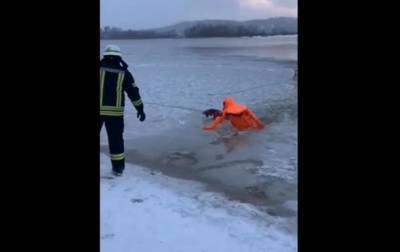 В Киеве спасатели вытащили провалившегося под лед пса