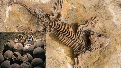 На востоке Китая обнаружили редкие окаменелости динозавра возрастом около 70 млн лет