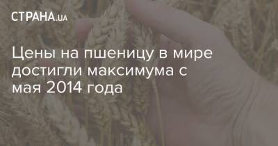 Цены на пшеницу в мире достигли максимума с мая 2014 года