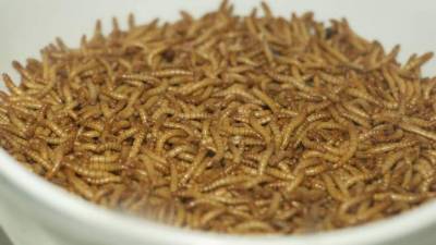 В странах ЕС разрешили употреблять в пищу мучных червей