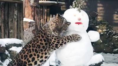 Видео играющего со снеговиком леопарда попало в Сеть