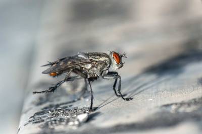 Учёные рассказали, что комнатные мухи неуловимы из-за наличия особых крыльев