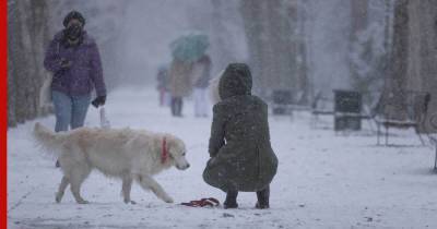 Защитить собаку от травм зимой помогут советы кинологов