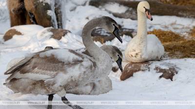 ФОТОФАКТ: В Витебске спасли замерзавших на реке Витьба лебедей