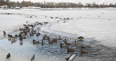 Преимущественно без осадков и до минус 25° мороза: прогноз погоды в Украине на воскресенье, 17 января
