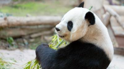 В Китае опубликовали видео с редкой пандой без черных пятен